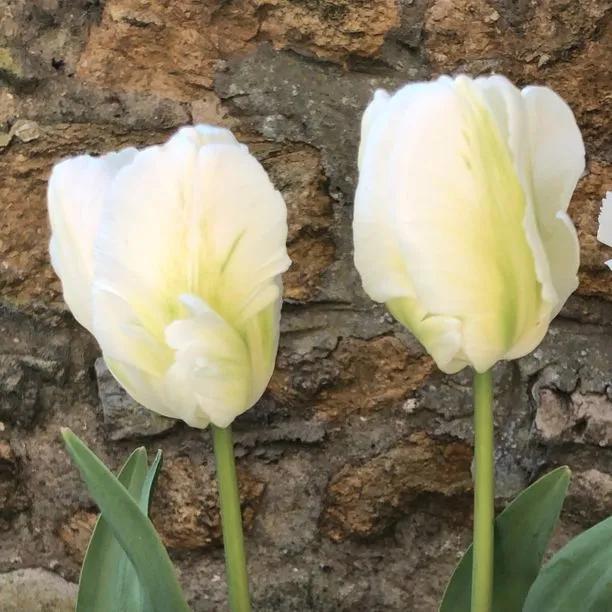 White Rebel Tulip (Tulipa White Rebel) Img 5